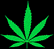 Marijuana