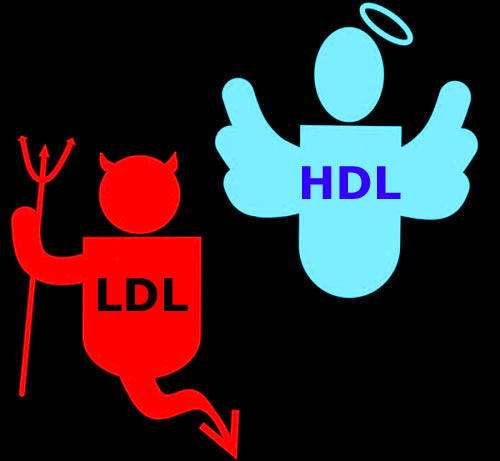 LDL + HDL