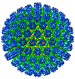 Herpevirus Humano 8 (HHV-8)