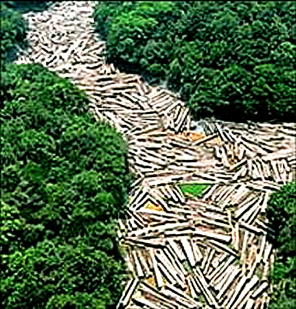 Desflorestação