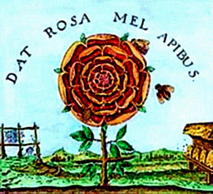 A Rosa dá o Mel às Abelhas...