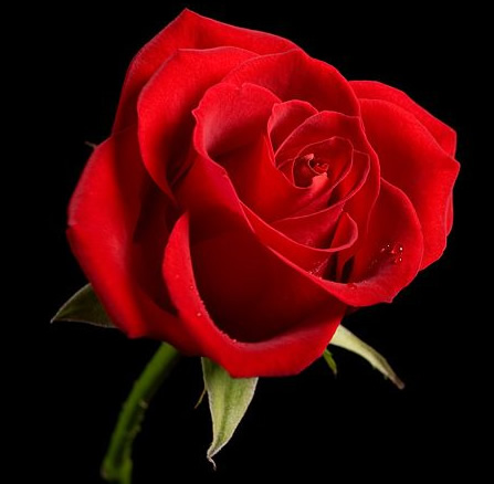 Esta Rosa é para você.