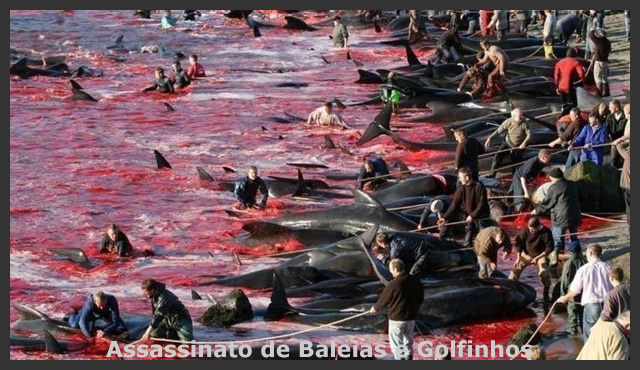 Assassinato de Baleias e Golfinhos